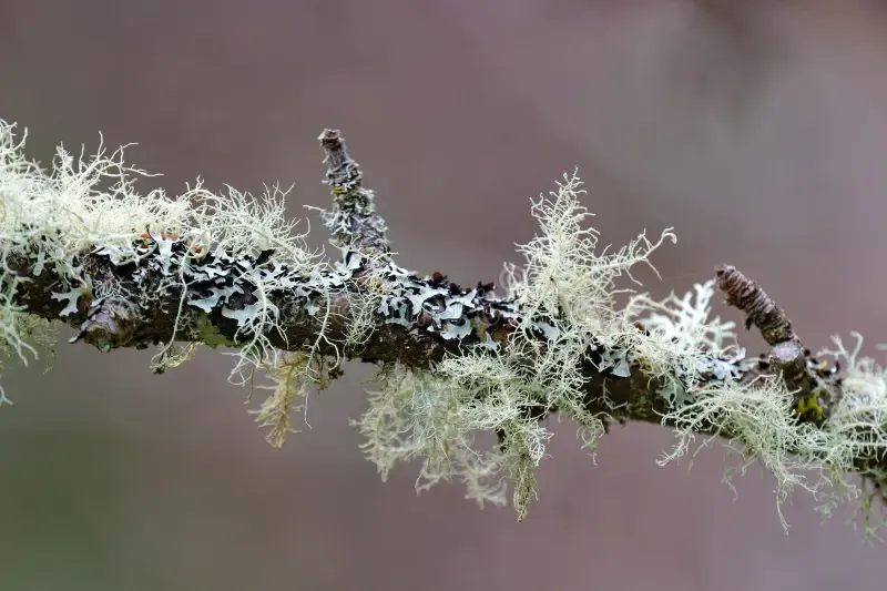 closeup-usnea-barbata-moss-growing-tree-branch-closeup-usnea-barbata-moss-growing-tree-branch-270348503.jpg
