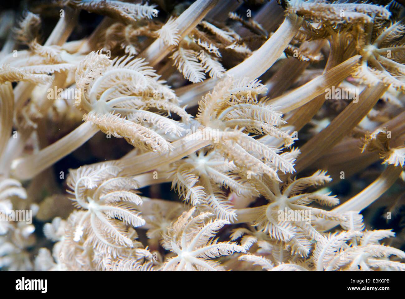 clove-polyp-soft-coral-anthelia-spec-close-up-view-EBKGPB.jpg