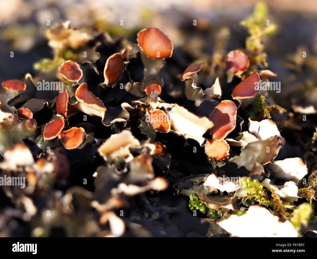 clump-of-grey-gray-dog-lichen-peltigera-horizontalis-with-brown-spore-FKYBFC.jpg