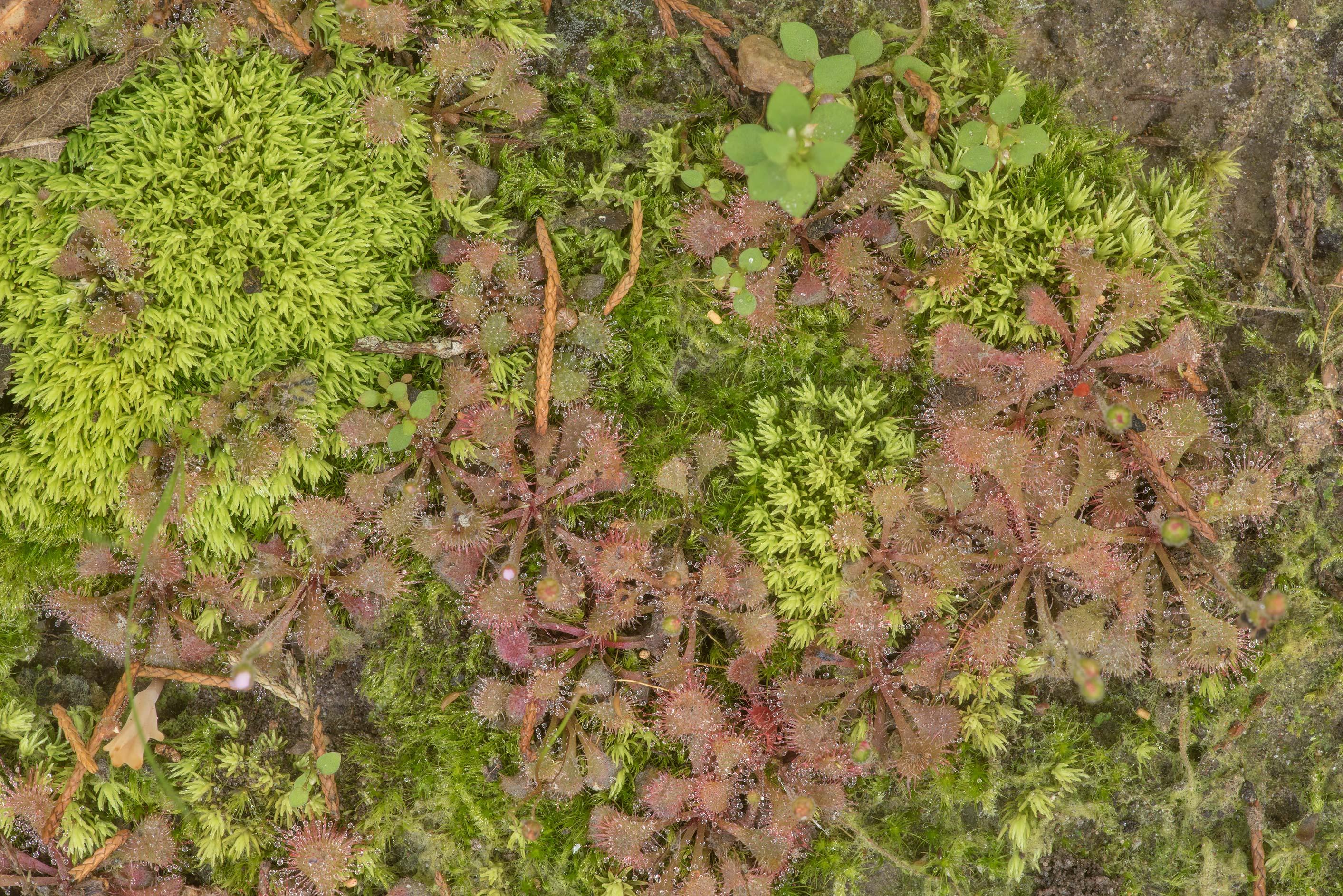 college_station_texas-dwarf_sundew_drosera_brevifolia_moss.jpg