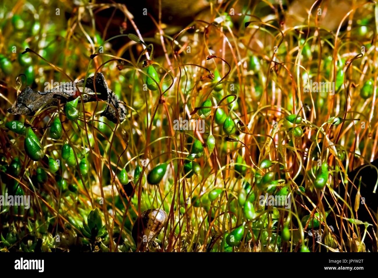 common-cord-moss-funaria-hygrometrica-on-the-ground-of-a-holly-oak-JPYW2T.jpg