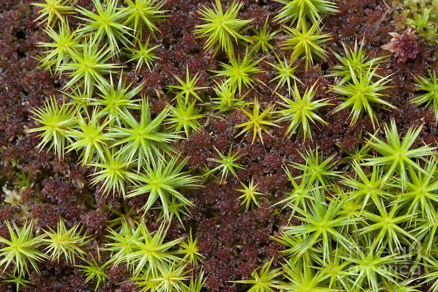 common-haircap-moss-polytrichum-commune-simon-booth.jpg