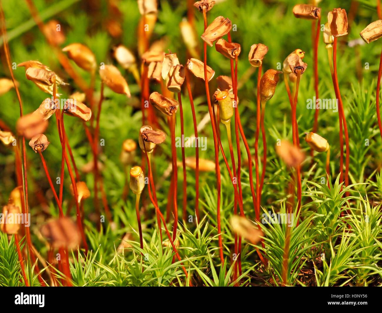 common-haircap-moss-polytrichum-commune-with-mature-seedpods-on-reddish-H3NY56.jpg