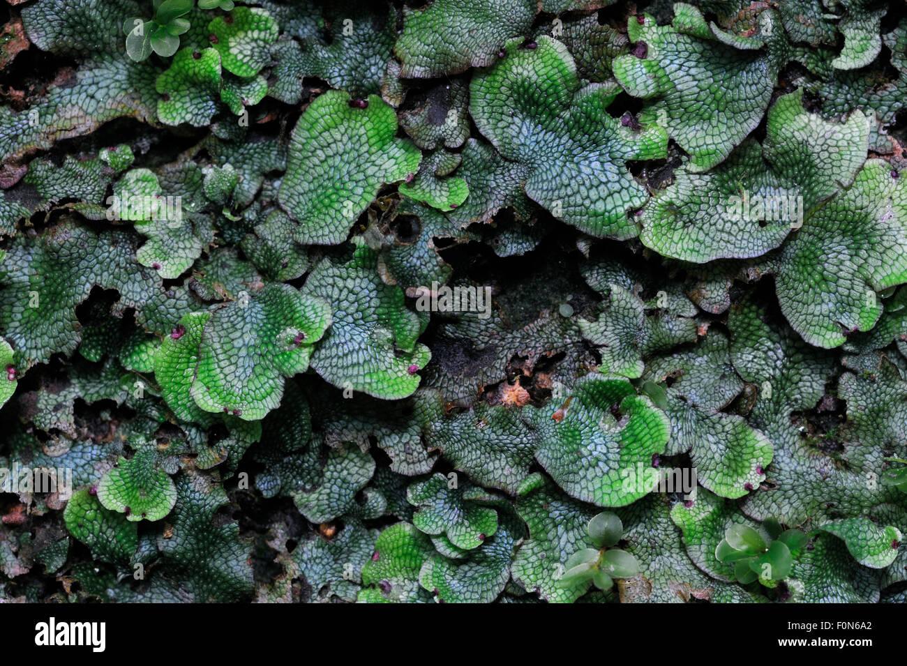 common-liverwort-jungermannia-polymorpha-and-dotted-thyme-moss-rhizomnium-F0N6A2.jpg