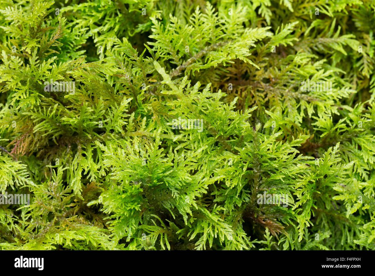 common-tamarisk-moss-thuidium-tamariscinum-peak-district-national-F4FPXH.jpg