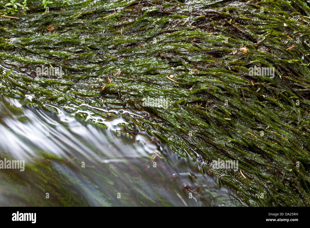 common-water-moss-fontinalis-antipyretica-in-a-stream-DA25RH.jpg