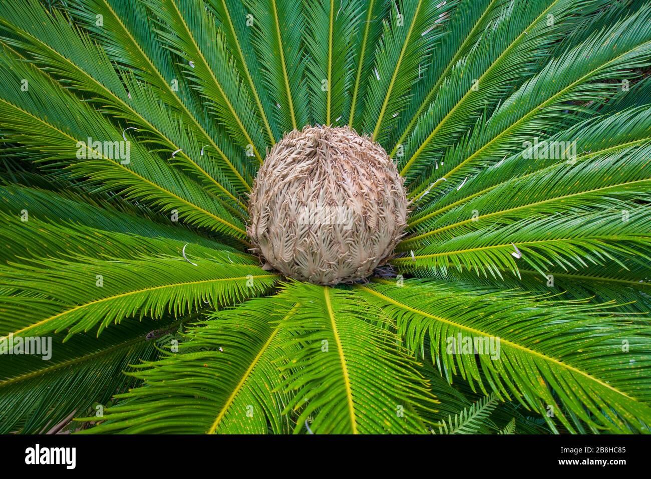 cone-femelle-de-cycas-revoluta-2b8hc85.jpg