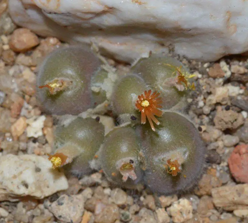 conophytum-stephanii-ssp.-pd-3638-koeriesberg-ts2014_modifie-1_800.jpg