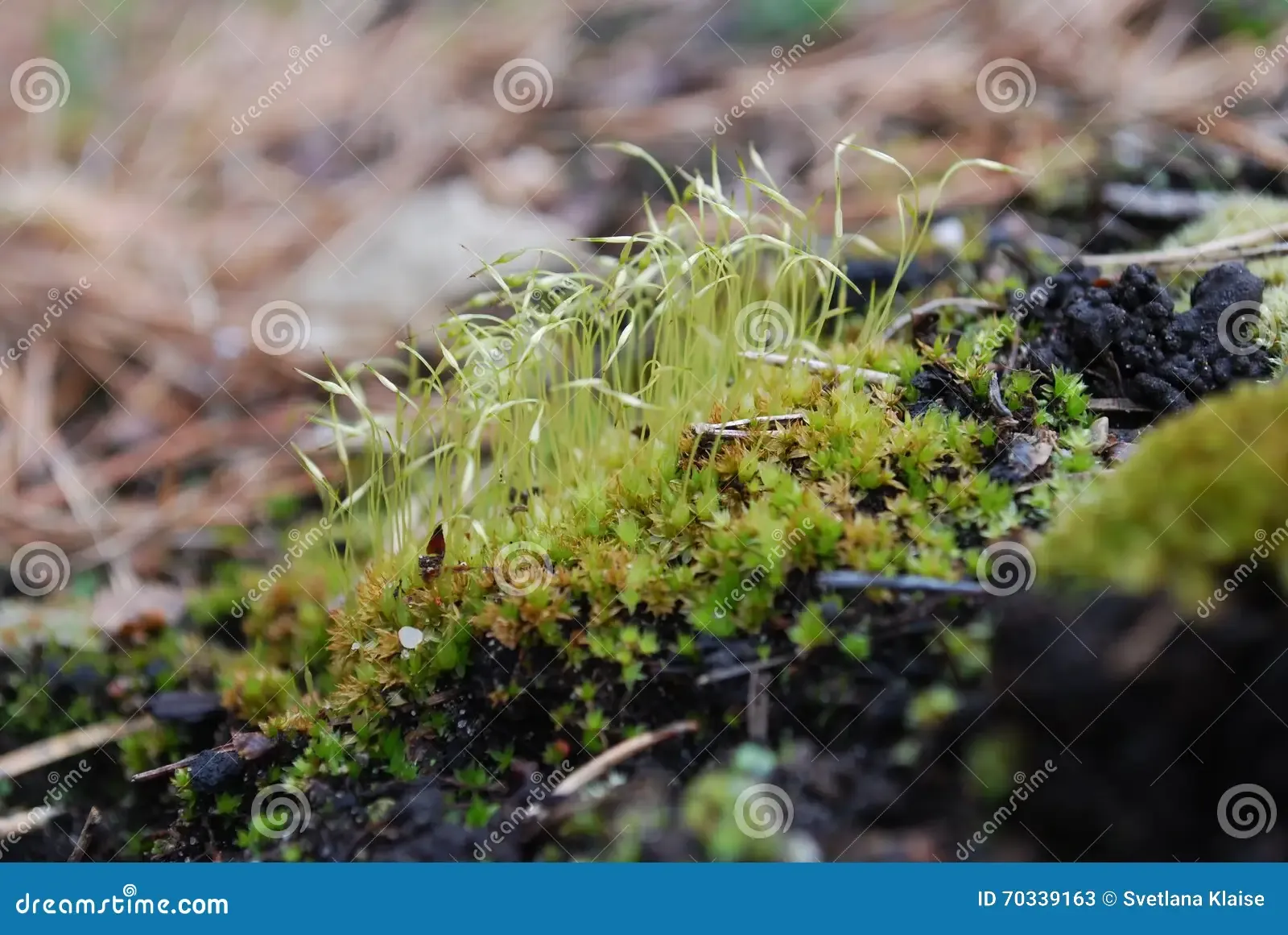 controversial-weissia-weissia-controversa-moss-clump-immature-capsules-70339163.jpg