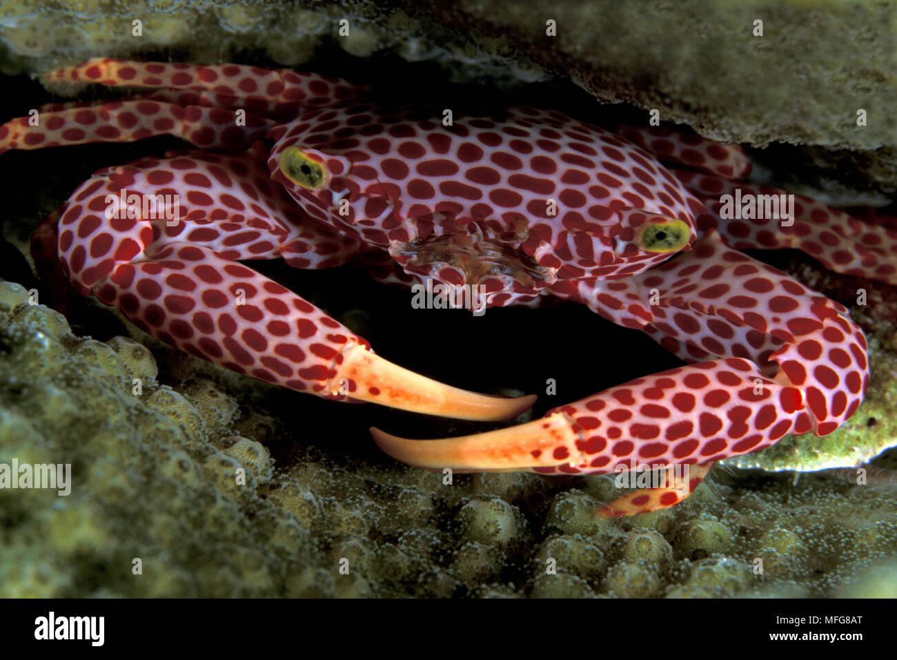 coral-crab-trapezia-rufopunctata-walindi-west-new-britain-papua-new-guinea-pacific-ocean-MFG8AT.jpg