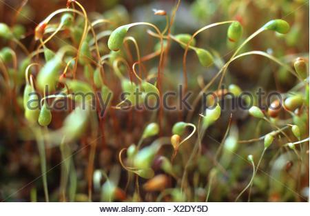 cord-moss-funaria-hygrometrica-capsules-germany-x2dy5d.jpg