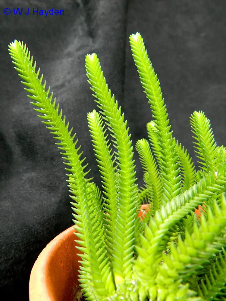 crassula_lycopodioides_UR-G_02s.JPG