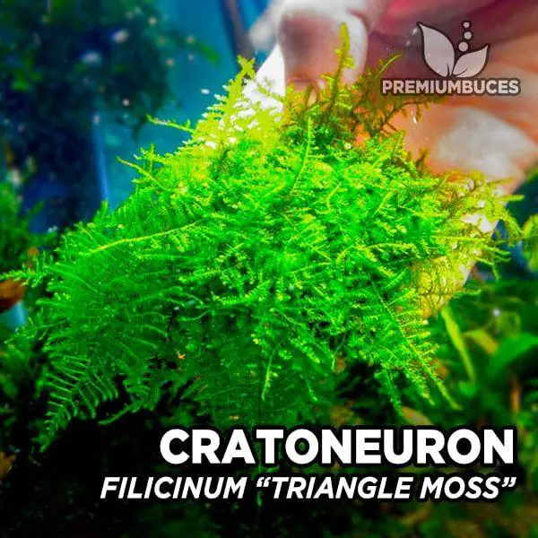 cratoneuron-filicinum-triangle-moss.jpg