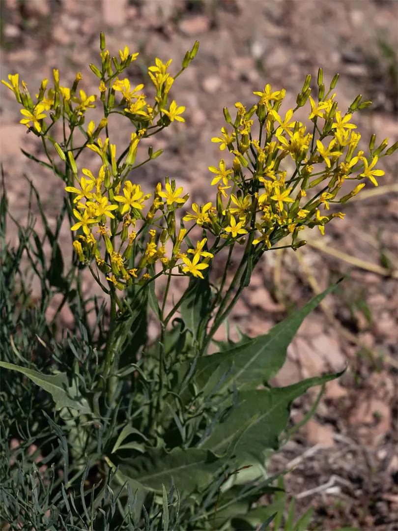 crepis-acuminata3.jpg