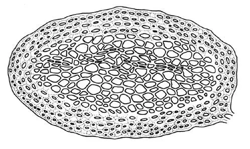 cryptogamie-bryologie2016v37f2a6.jpg