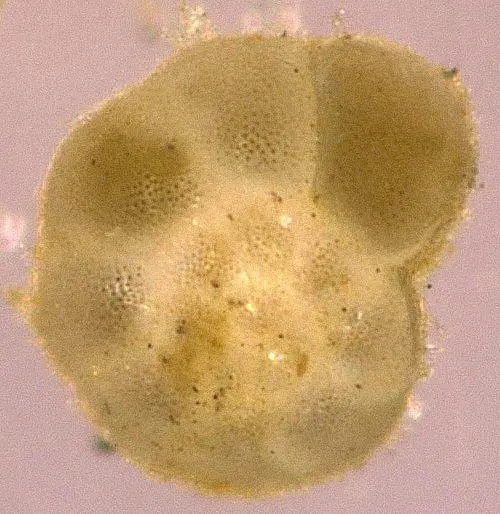 csm_Living-foraminifera-Ammonia-aomoriensis_be70943135.jpg