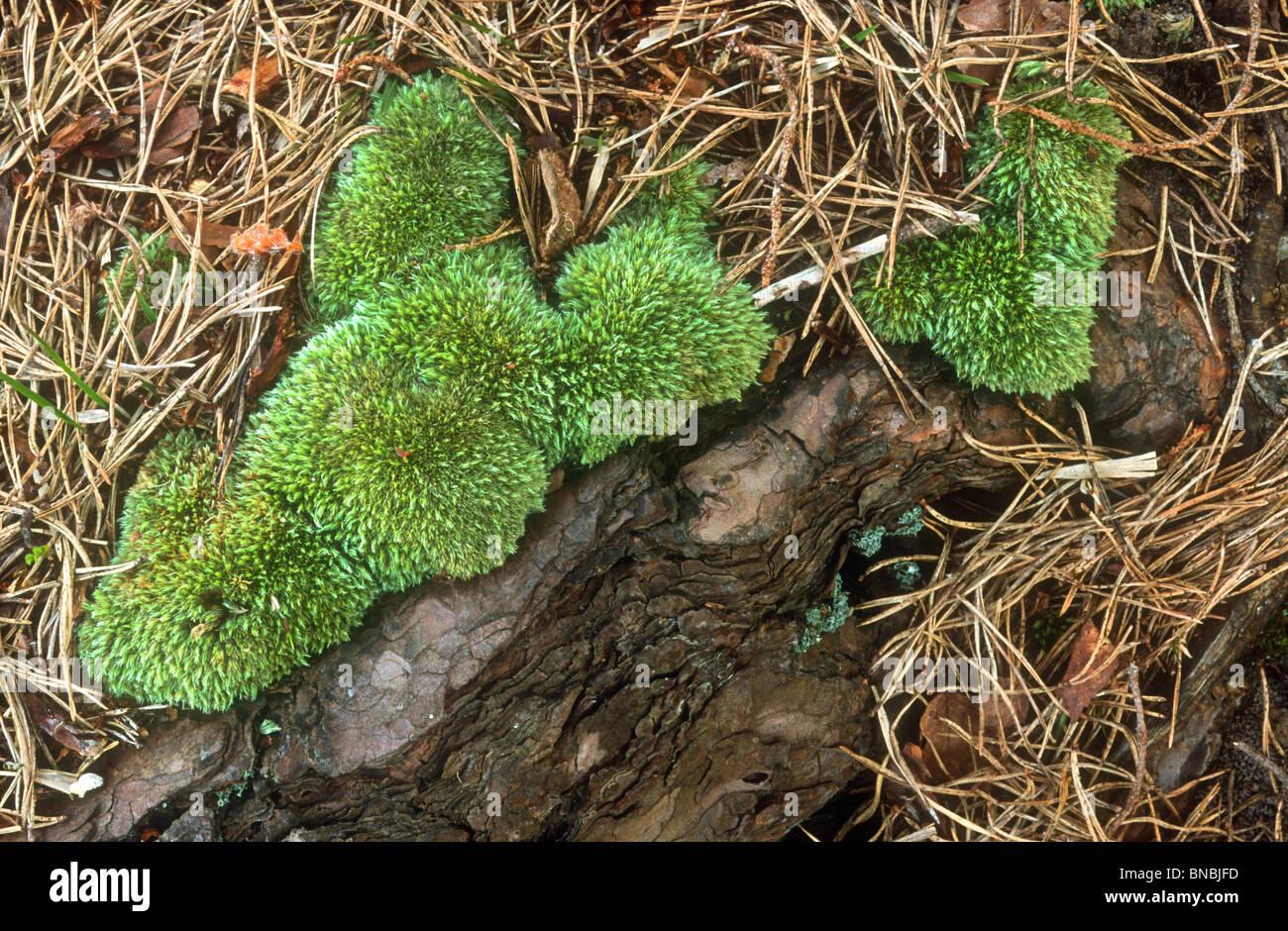 cushion-moss-leucobryum-glaucum-new-forest-hampshire-BNBJFD.jpg