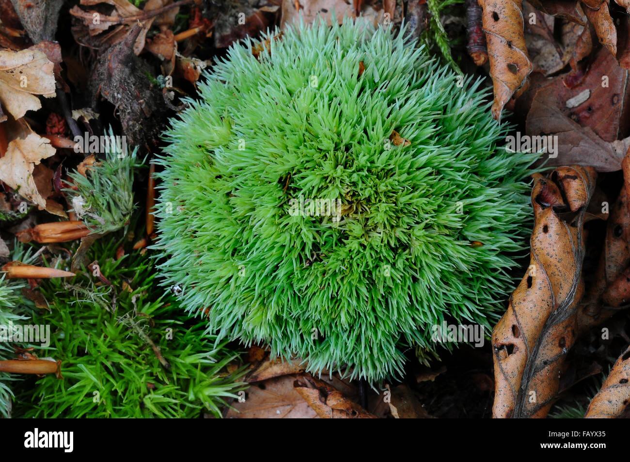 cushion-moss-or-white-fork-moss-new-forest-hampshire-uk-september-FAYX35.jpg