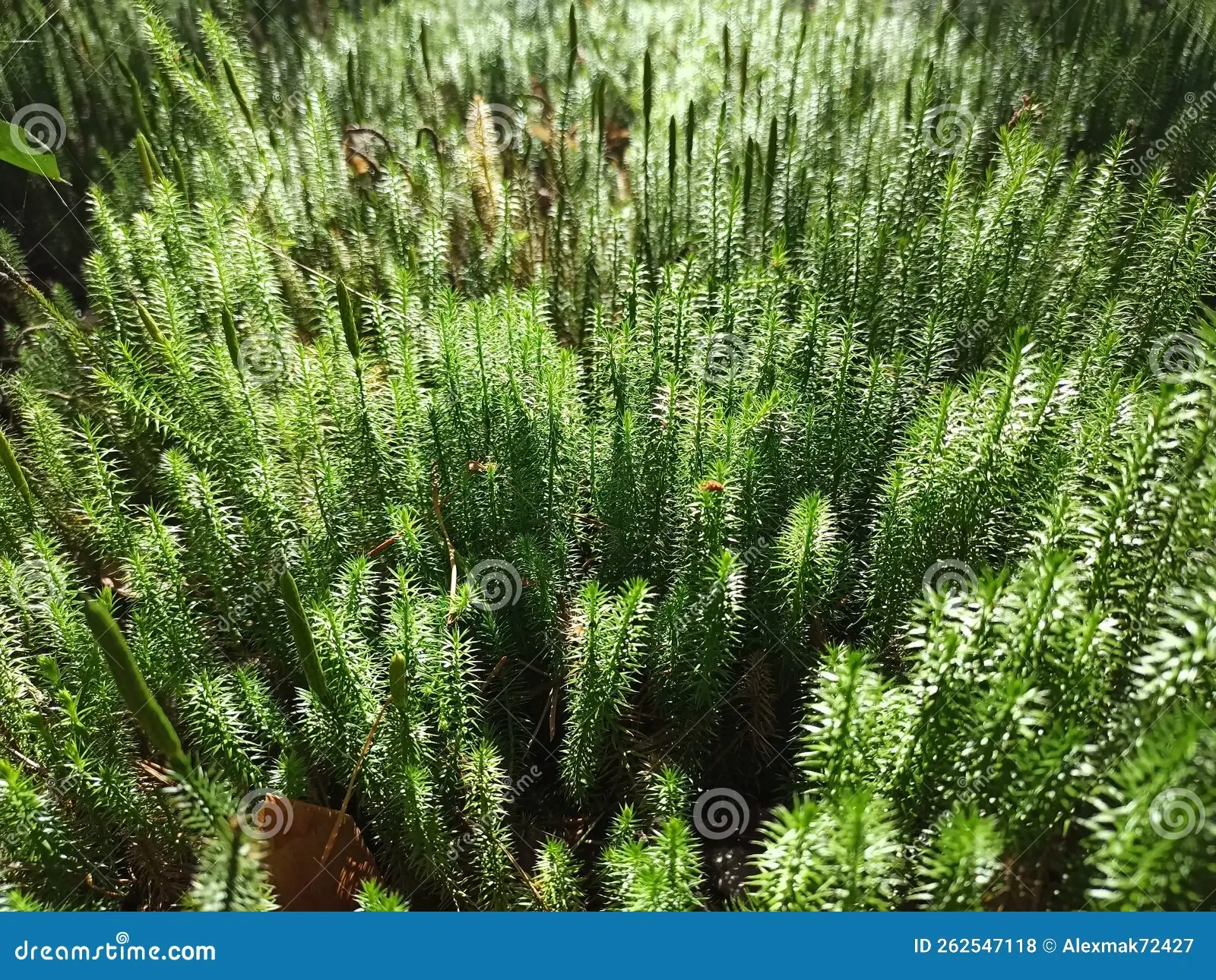 cypress-leaved-plait-moss-closeup-hypnum-cupressiforme-growing-forest-dense-vegetation-thickets-sunny-day-wood-beautiful-262547118.jpg