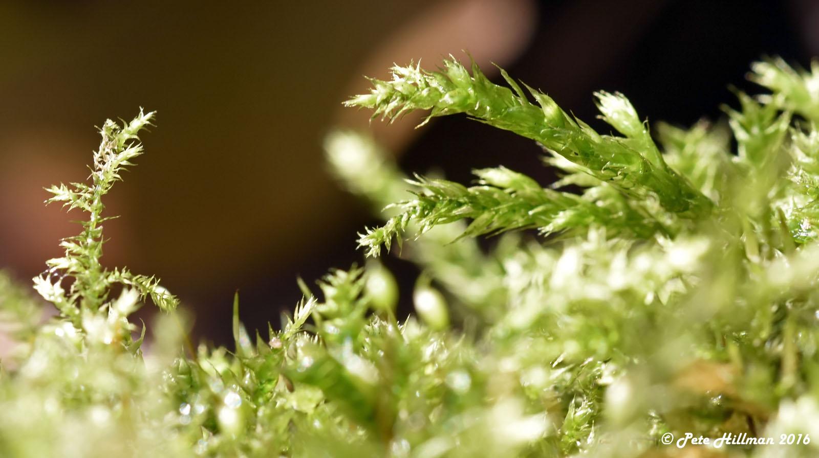 cypress-leaved-plait-moss-hypnum-cupressiforme.jpg