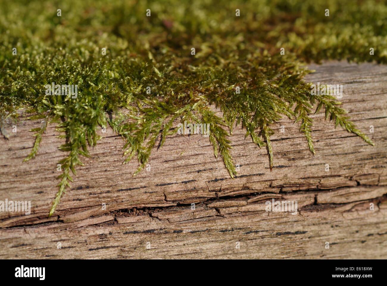 cypress-leaved-plait-moss-hypnum-cupressiforme-E618XW.jpg
