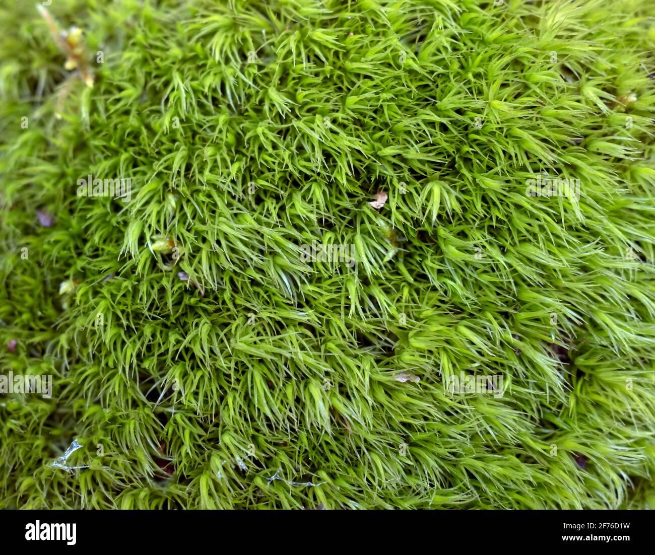 cypress-leaved-plait-moss-hypnum-cupressiforme-hedw-in-closeup-2F76D1W.jpg