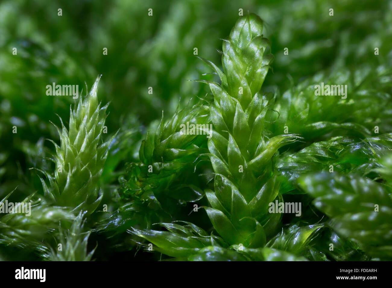 cypress-leaved-plait-moss-hypnum-moss-hypnum-cupressiforme-close-up-FD0ARH.jpg