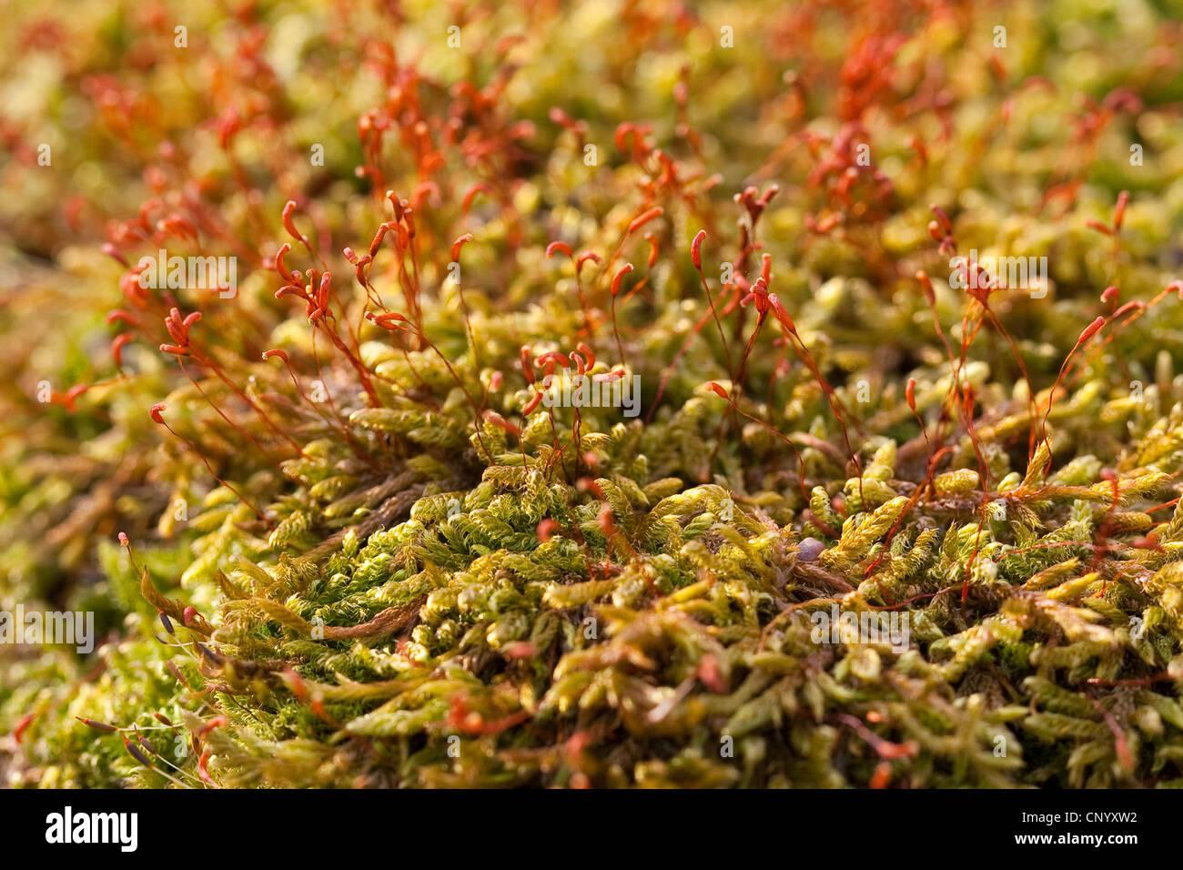 cypress-leaved-plait-moss-hypnum-moss-hypnum-cupressiforme-with-capsules-CNYXW2.jpg