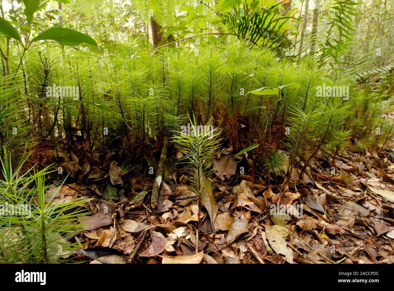 dawsonia-longifolia-moss-in-a-tropical-forest-this-species-is-the-tallest-and-one-of-the-most-complex-mosses-photographed-on-mount-kinabalu-sabah-2ACCPDC.jpg