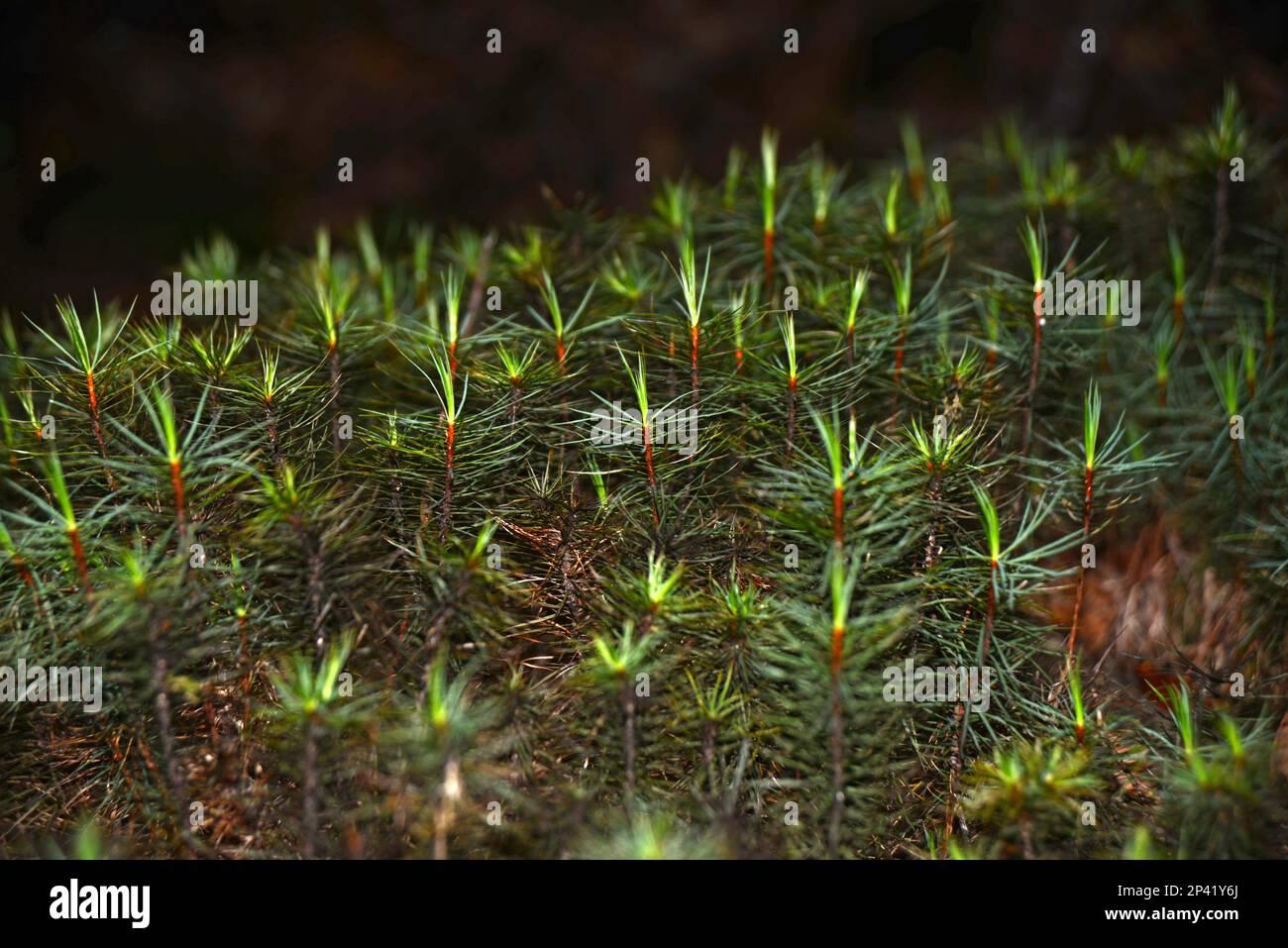dawsonia-superba-tallest-moss-in-the-world-growing-near-lake-brunner-west-coast-new-zealand-the-moss-also-grows-in-australia-new-guinea-and-in-2P41Y6J.jpg
