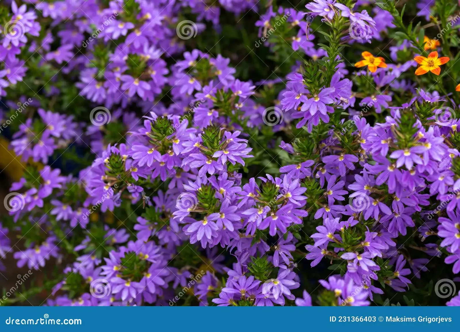 deep-violet-blue-surdiva-scaevola-aemula-flowers-late-summer-garden-231366403.jpg