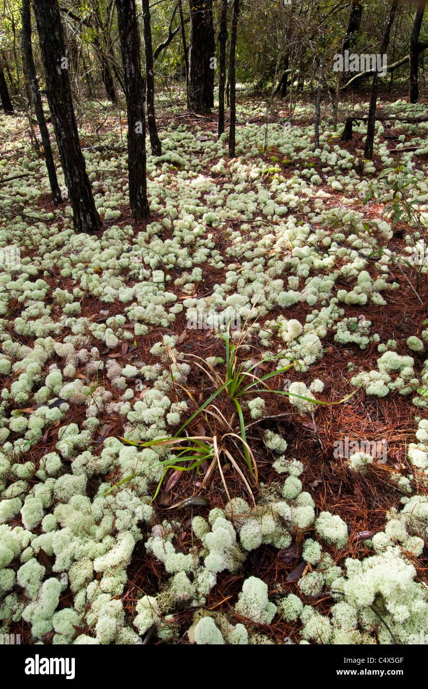 deer-lichen-aka-deer-moss-in-nw-florida-C4X5GF.jpg