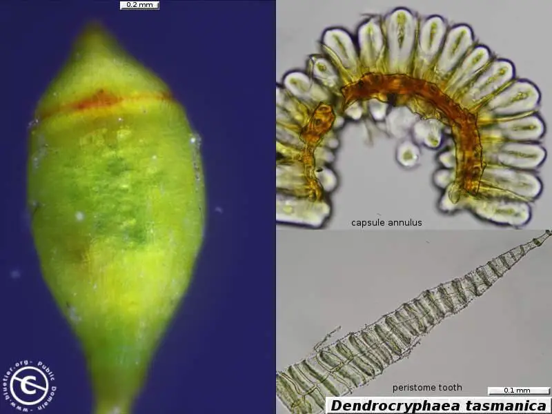 dendrocryphaea-tasmanica-capsule.JPG
