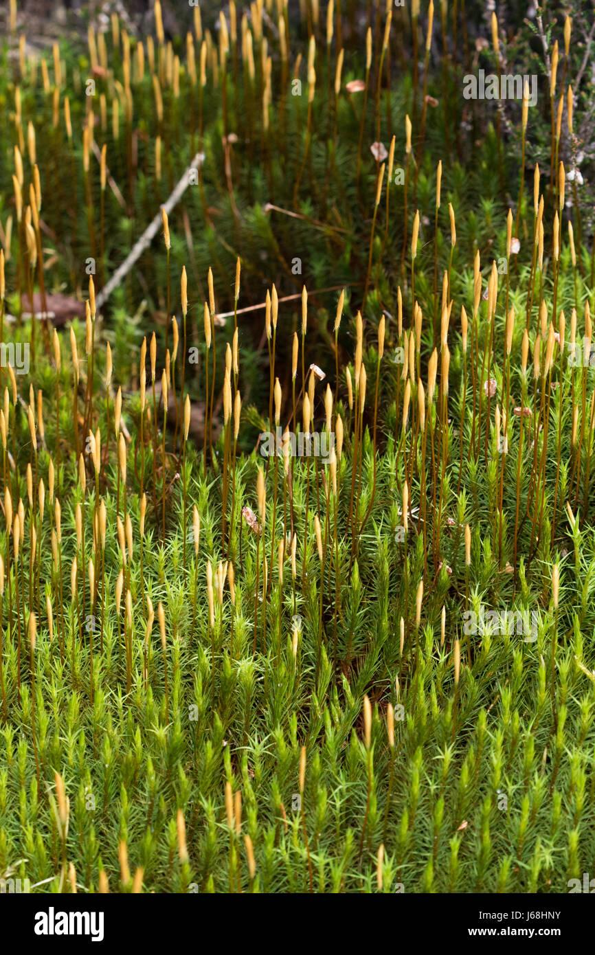 dense-carpet-of-polytrichum-commune-common-haircap-on-a-welsh-forest-J68HNY.jpg