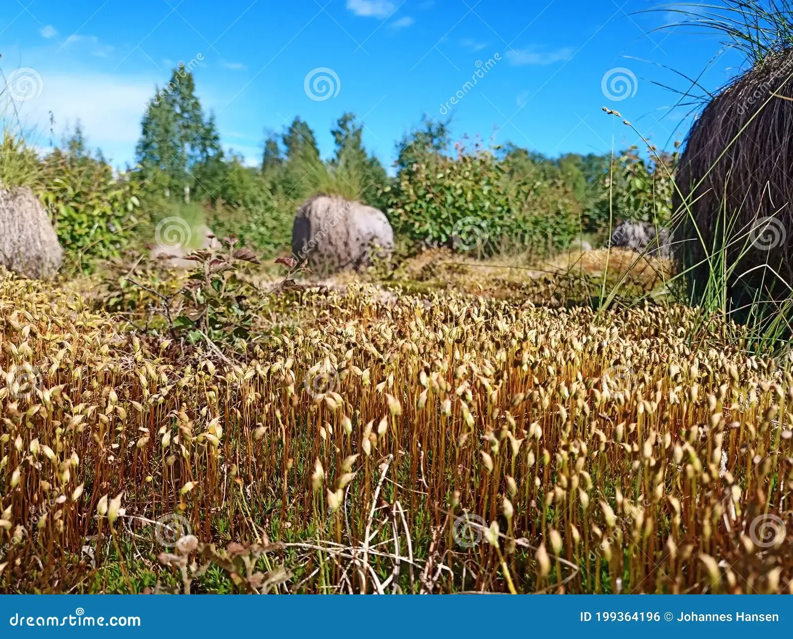 dense-cover-haircap-moss-species-polytrichum-longisetum-199364196.jpg