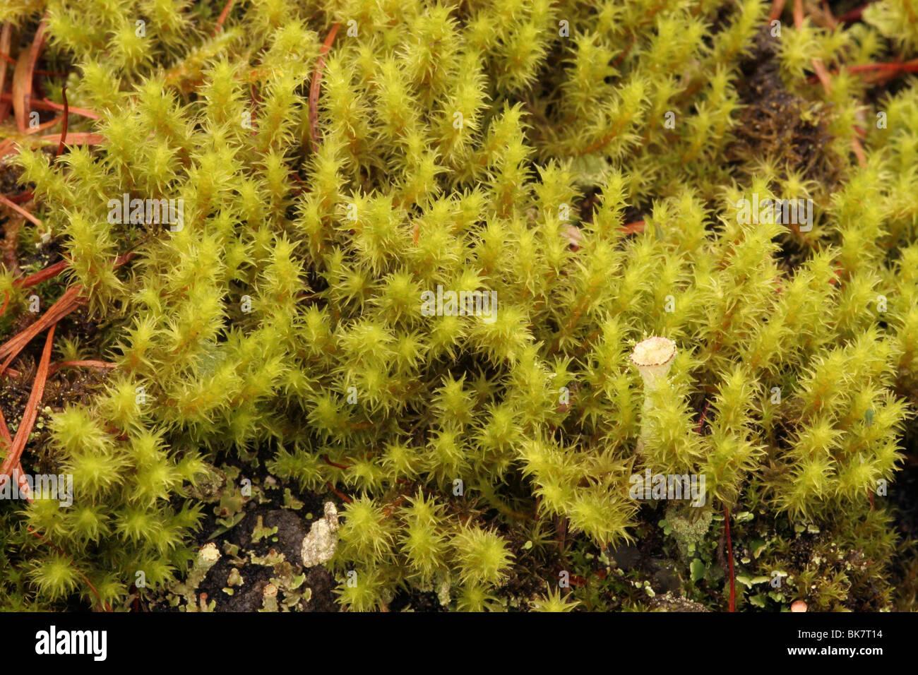 dense-fringe-moss-racomitrium-ericoides-on-moorland-uk-BK7T14.jpg