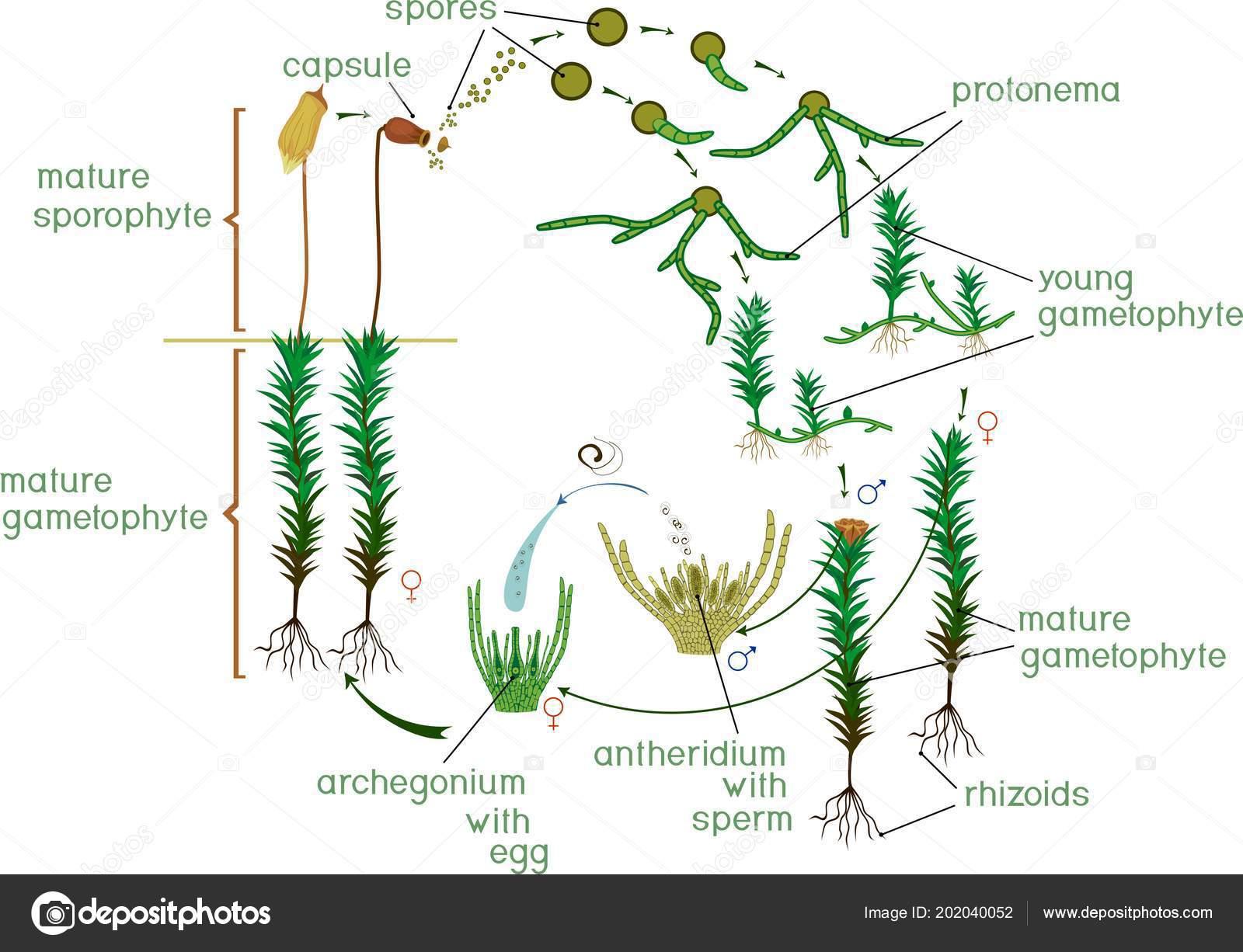 depositphotos_202040052-stock-illustration-moss-life-cycle-diagram-life.jpg