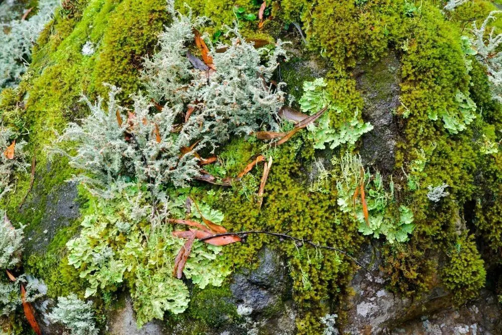 detail-shot-of-lichens-and-mosses-with-varying-shades-of-green-austockphoto-000011832.jpg