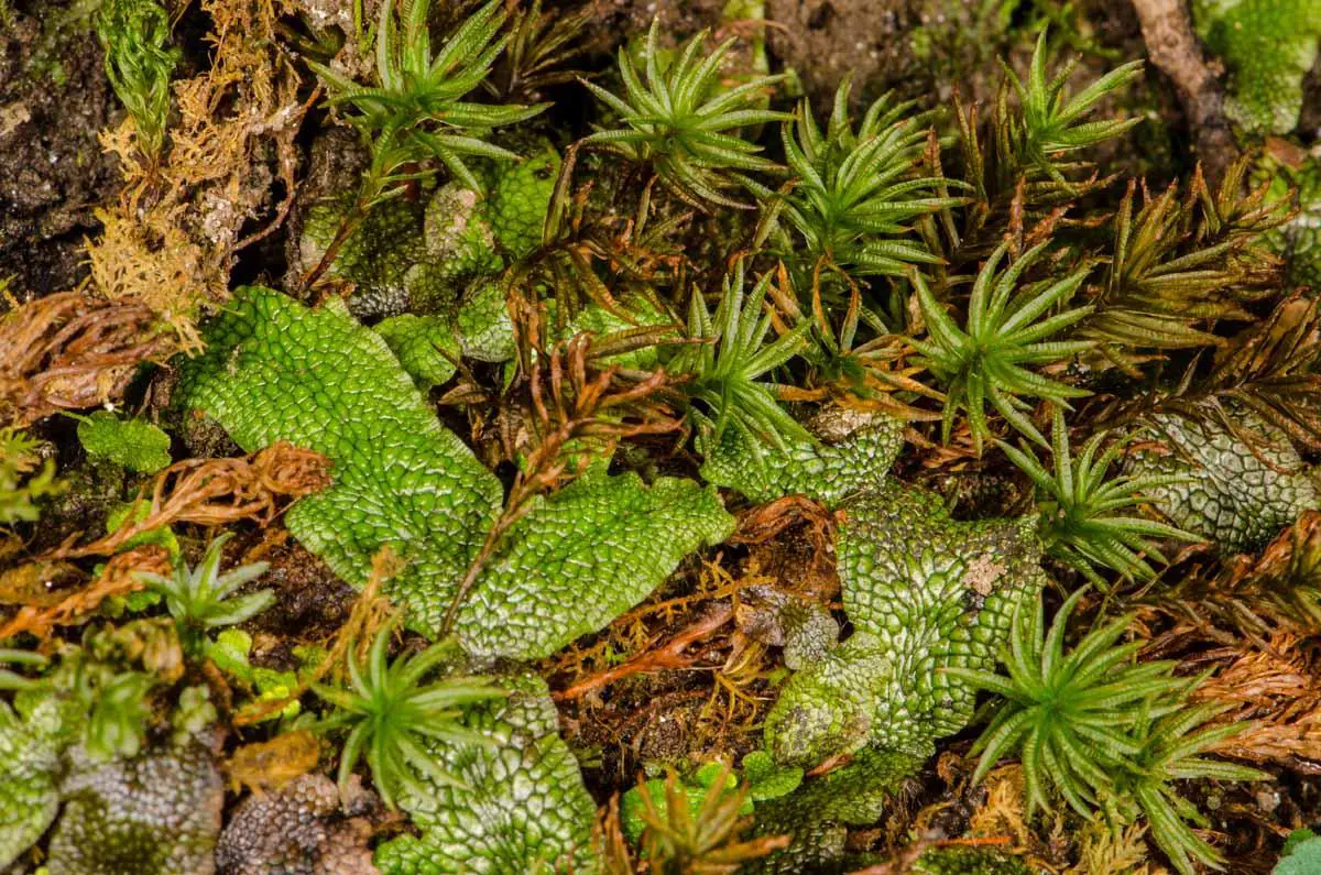 dh-conocephalum-salebrosum-liverwort-and-atrichum-moss-atrichum-sp.jpg