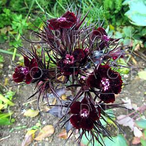 dianthus-barbatus-nigrescens-sooty.jpg