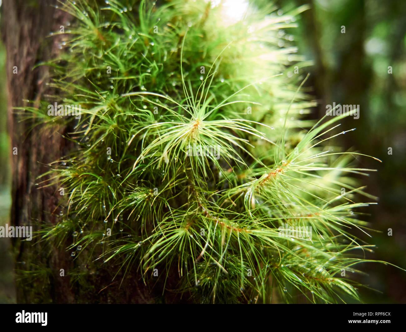 dicranoloma-robustum-a-common-moss-with-a-widespread-distribution-in-tasmanias-cool-temperate-rainforests-RPF6CX.jpg