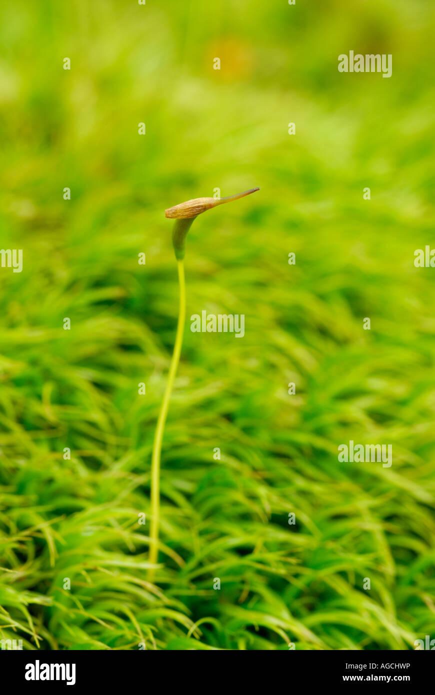 dicranum-moss-showing-mature-sporophyte-growing-up-out-of-the-haploid-AGCHWP.jpg