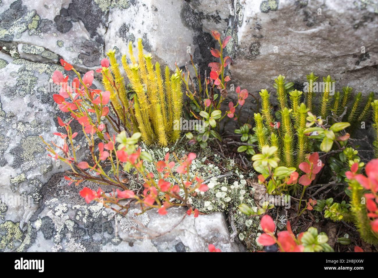 different-types-of-mosses-and-lichens-on-large-boulders-in-karelia-lasallia-pustulata-is-a-species-of-lichen-in-the-umbilicariaceae-family-of-fungi-2H8JXXW.jpg