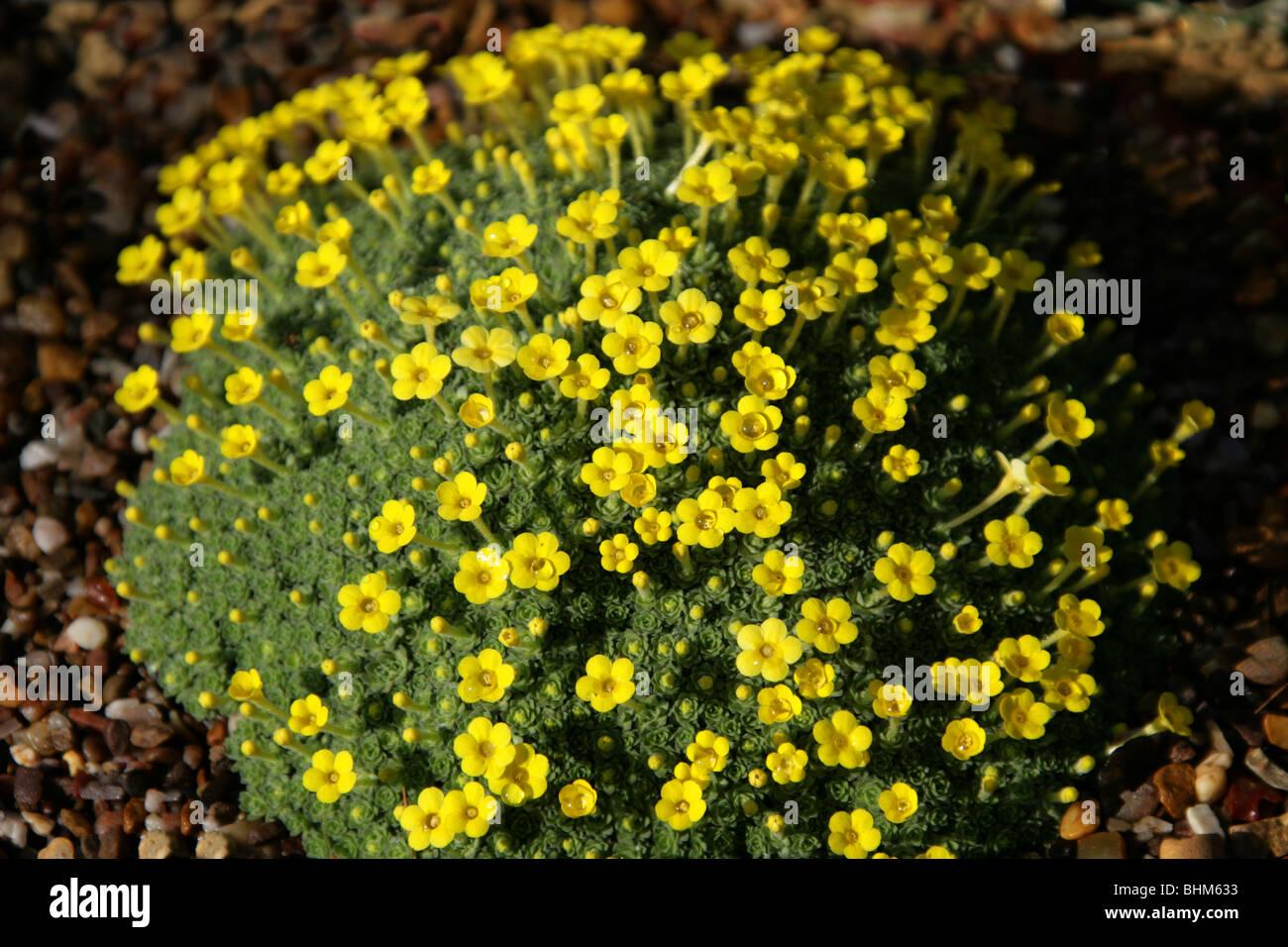 dionysia-michauxii-primulaceae-iran-BHM633.jpg