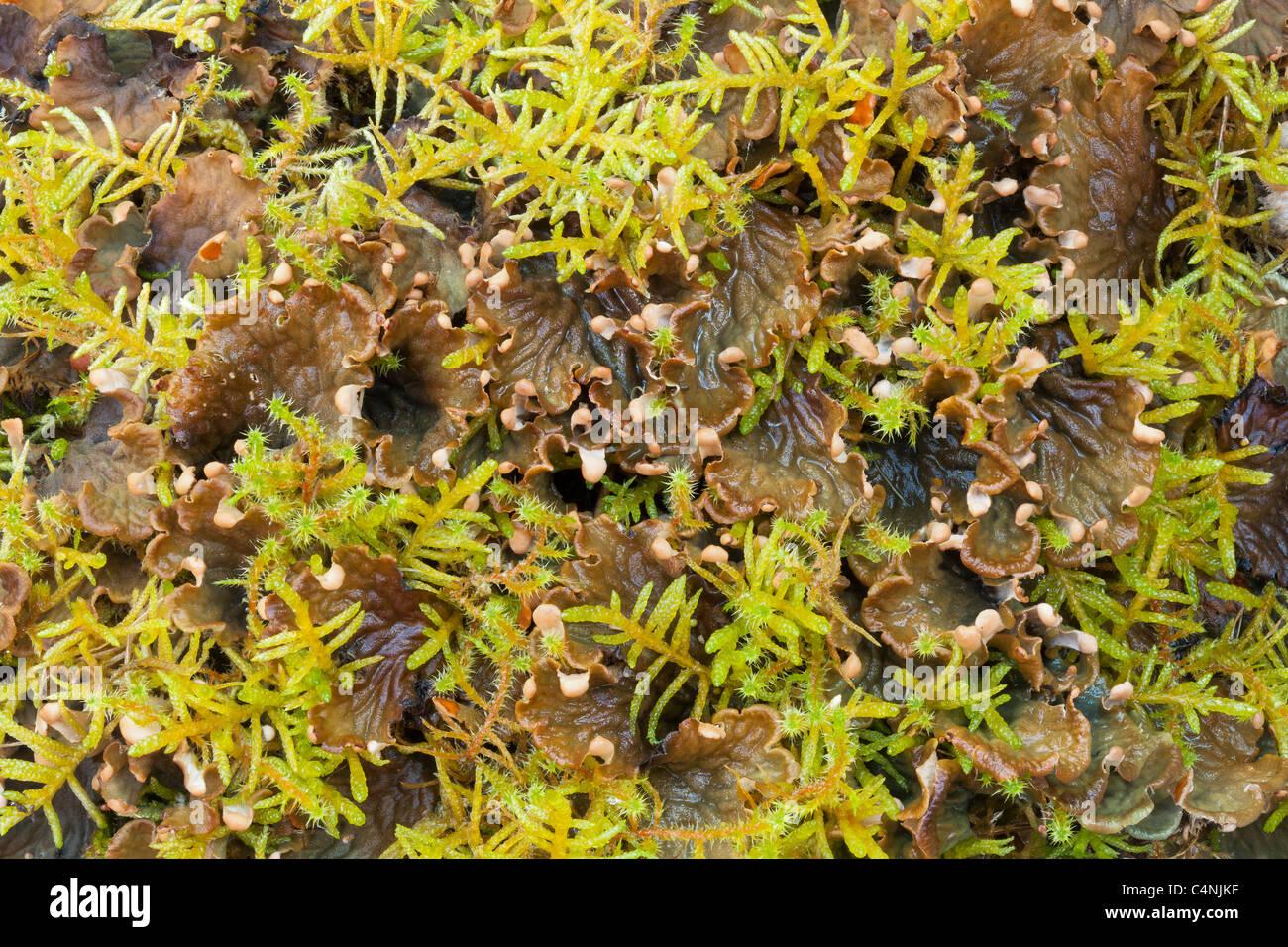 dog-lichen-and-moss-mull-scotland-C4NJKF.jpg