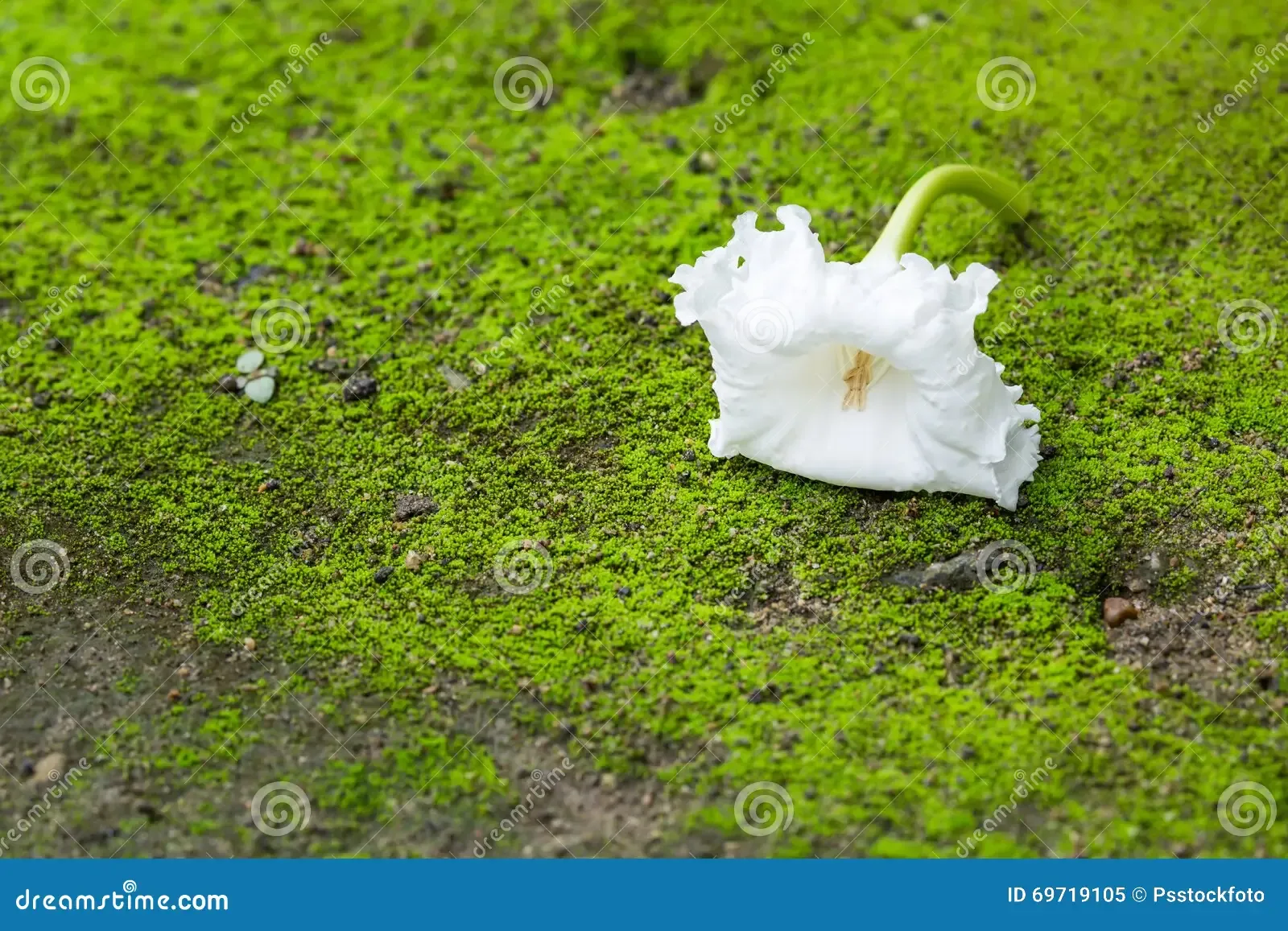 dolichandrone-serrulata-flower-white-green-moss-69719105.jpg