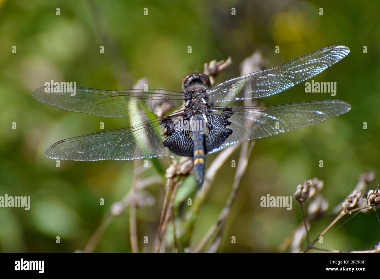 dragonfly-tramea-lacerata-black-saddlebags-BR7R6P.jpg