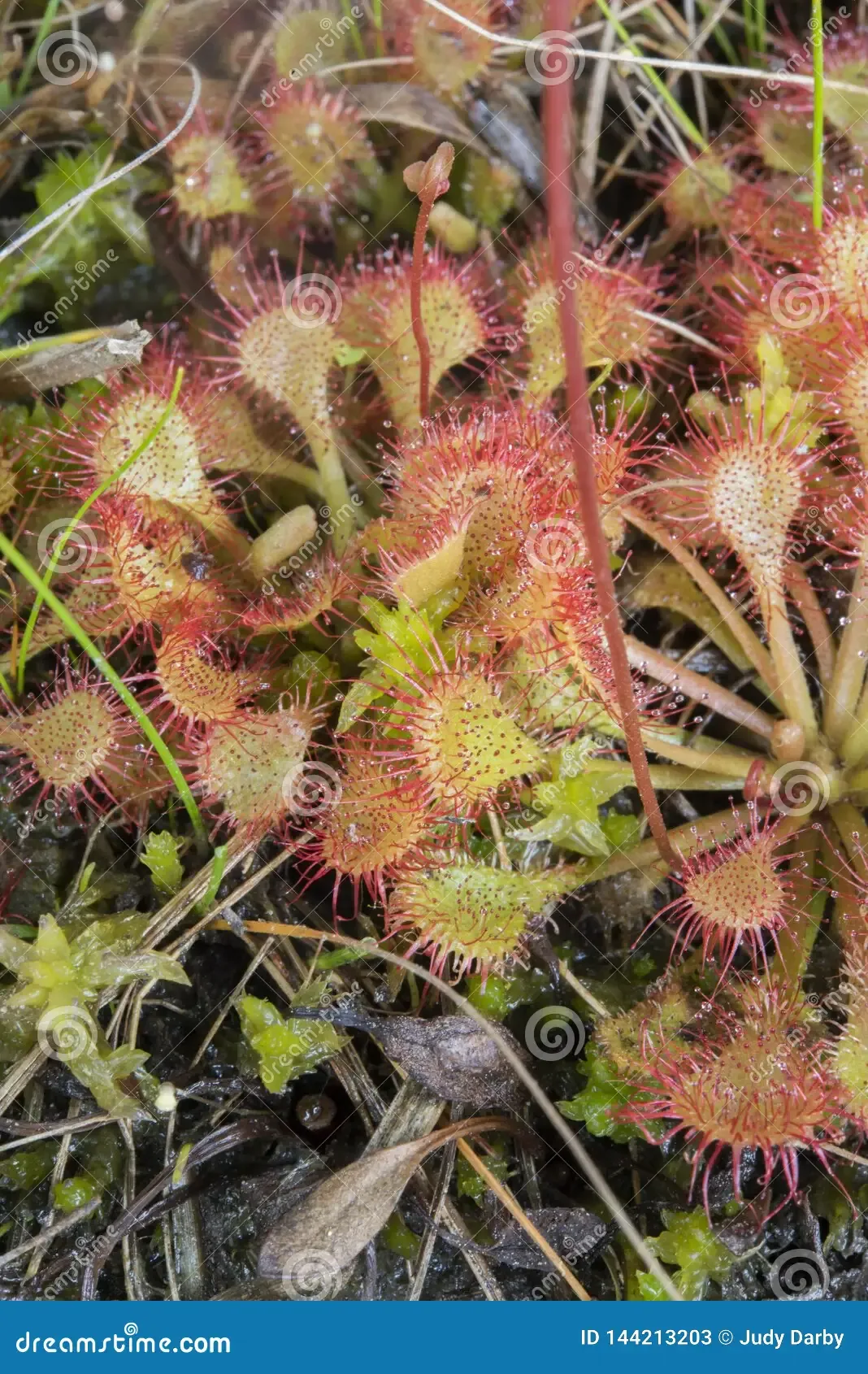 drosera-brevifolia-dwarf-sundew-carnivorous-plant-grows-moist-acidic-clay-soil-full-sun-madisonville-louisiana-usually-144213203.jpg