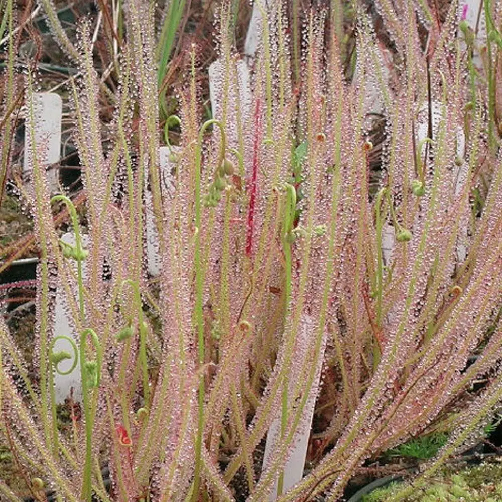 drosera-filiformis-filiformis.jpg