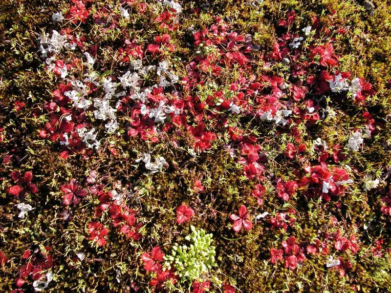 drosera-moss-Grevillea-Rock-WA.jpg